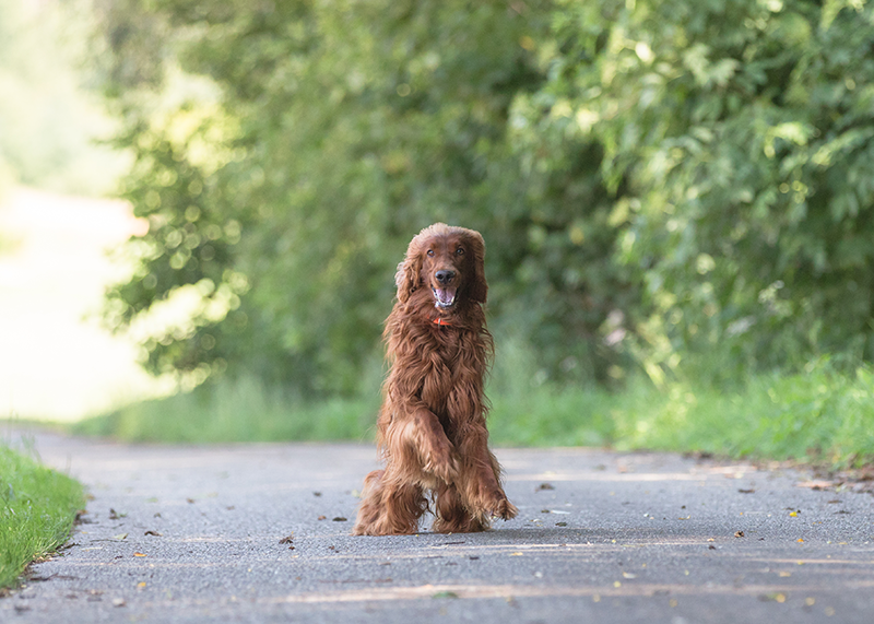 Hunde Fotoshooting Gunzenhausen Fotograf Pfofeld