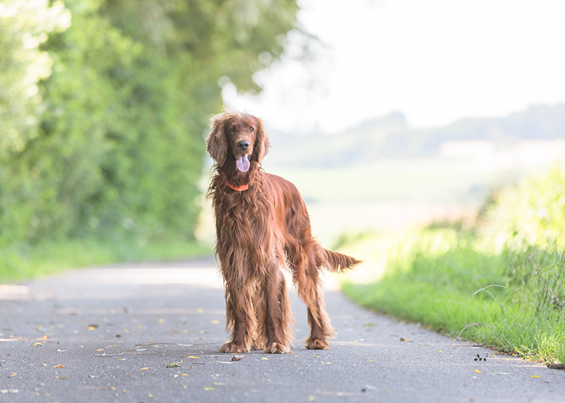 Hunde Fotoshooting Gunzenhausen Fotograf Pfofeld