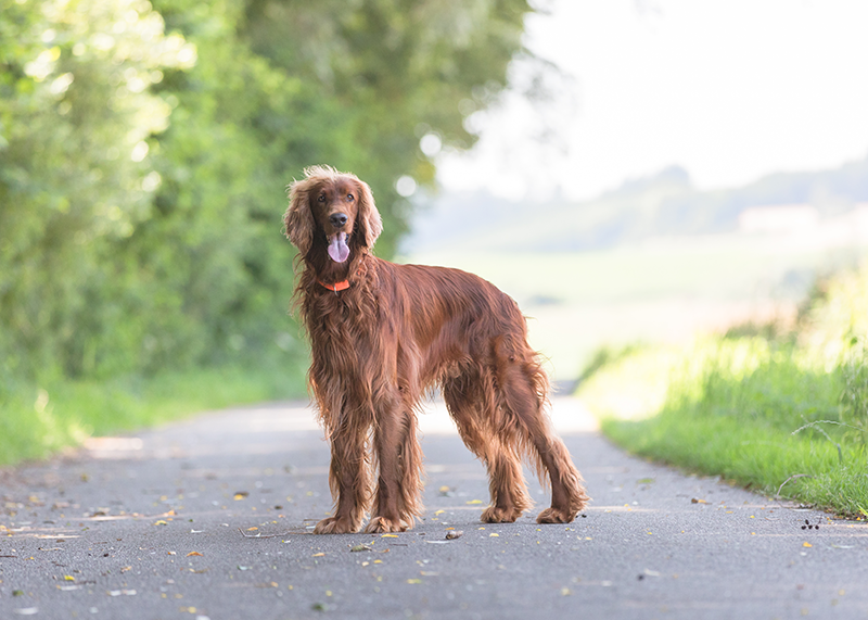 Hunde Fotoshooting Gunzenhausen Fotograf Pfofeld