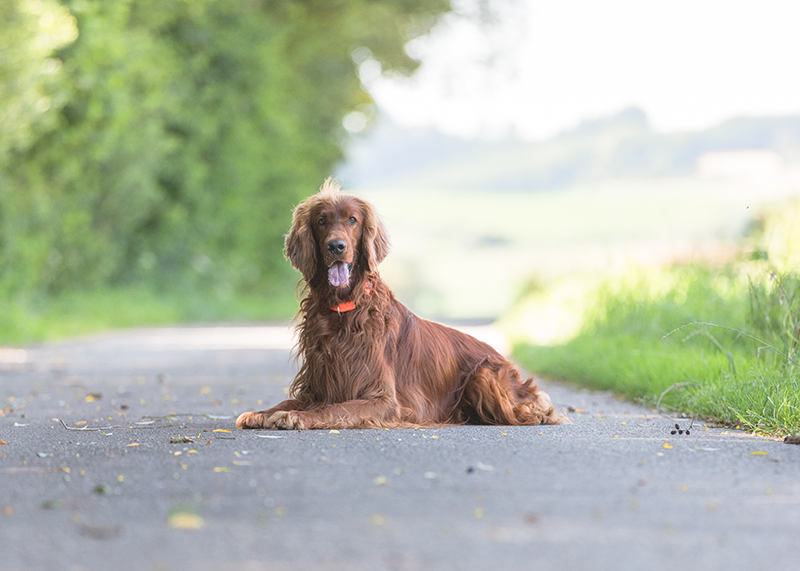 Hunde Fotoshooting Gunzenhausen Fotograf Pfofeld