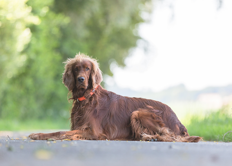 Hunde Fotoshooting Gunzenhausen Fotograf Pfofeld