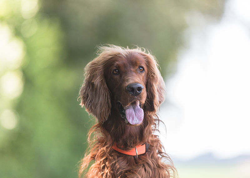 Hunde Fotoshooting Gunzenhausen Fotograf Pfofeld