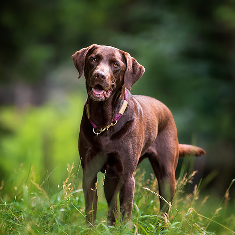 Hunde Fotoshooting